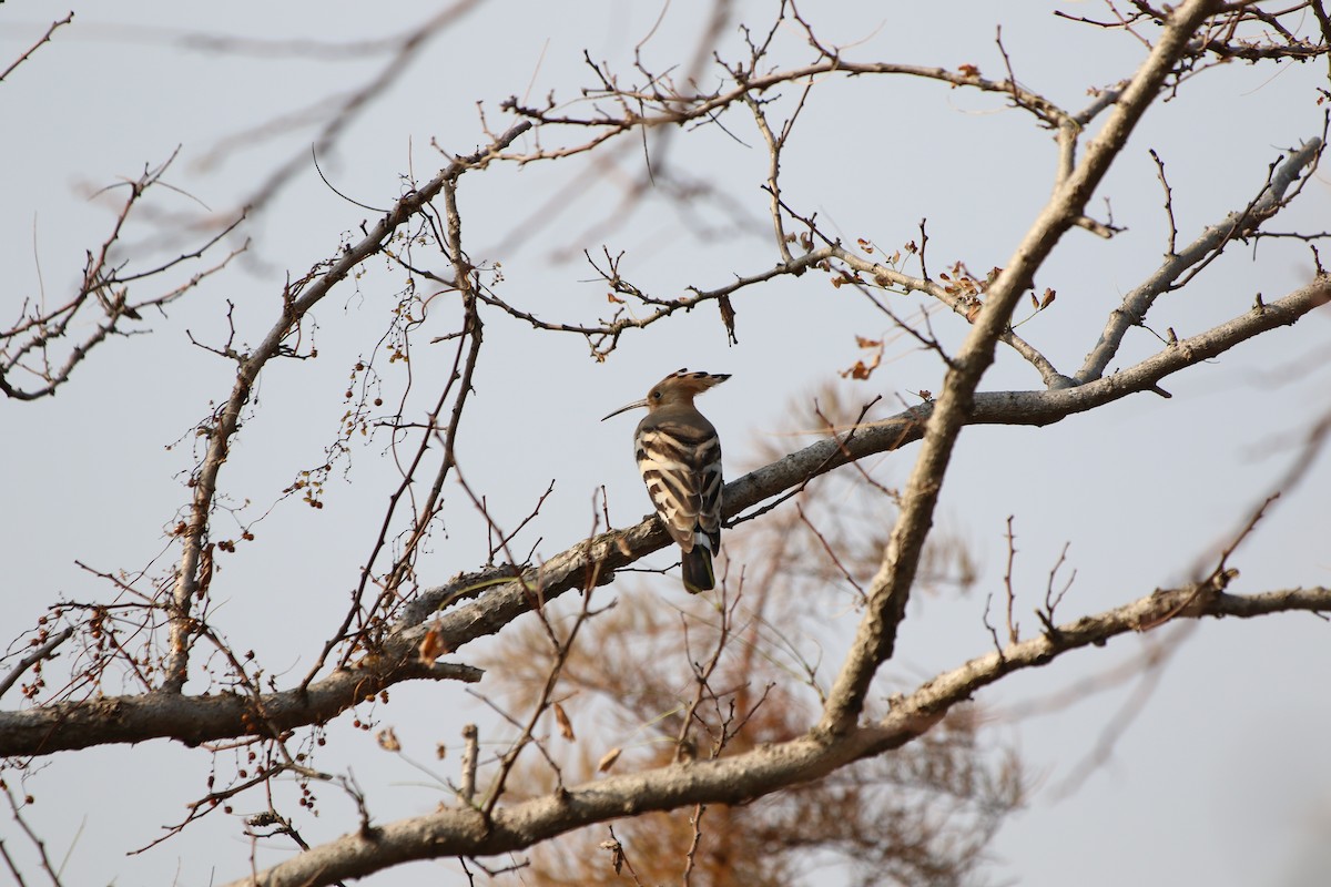 Eurasian Hoopoe - Tiantian Zhao