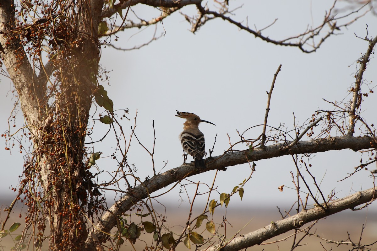 Eurasian Hoopoe - ML512694251