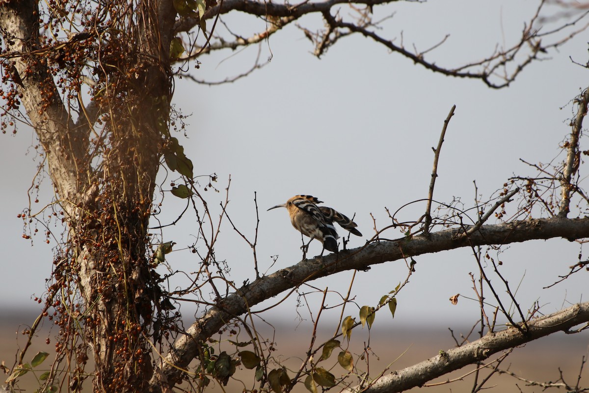 Eurasian Hoopoe - ML512694261