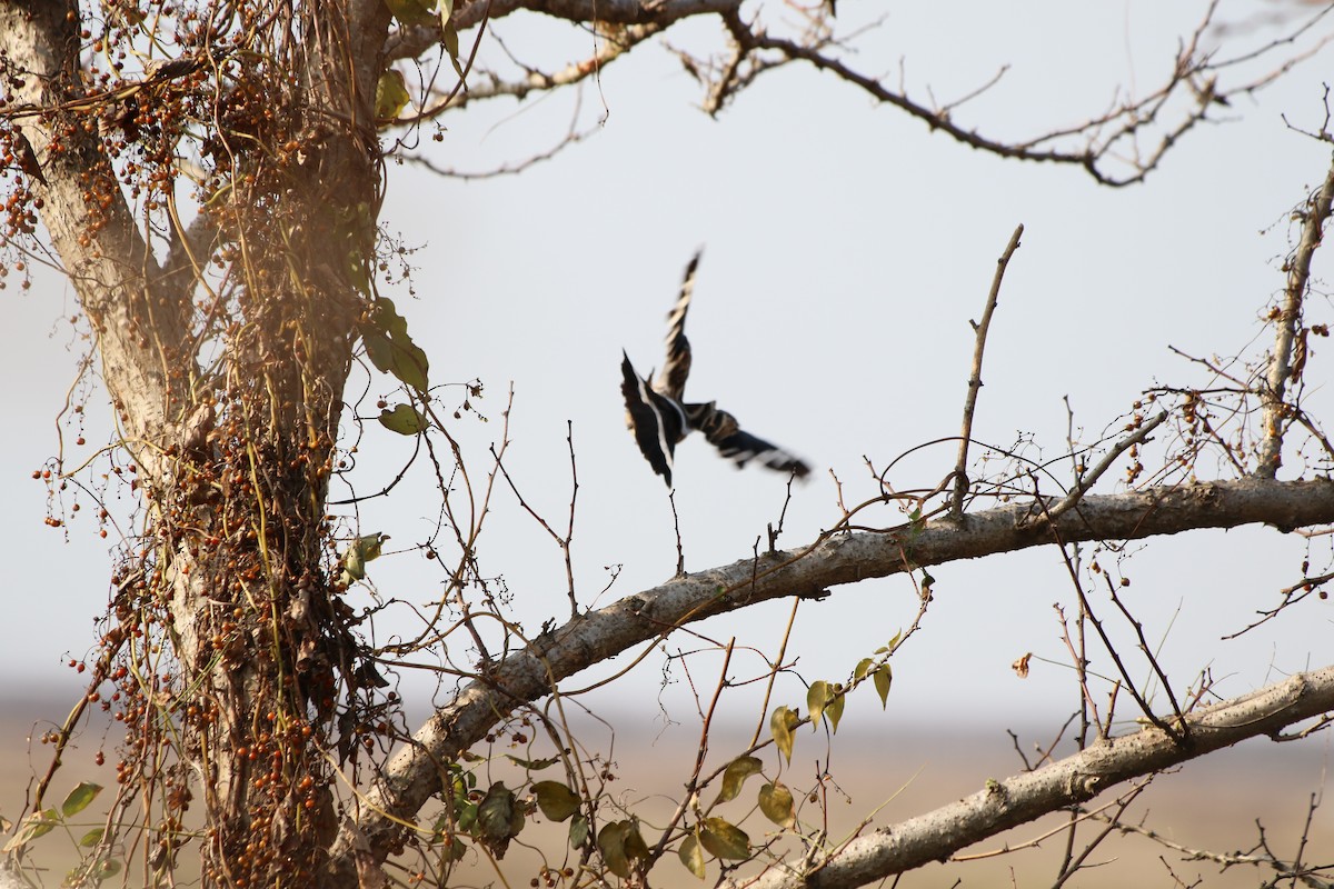 Eurasian Hoopoe - ML512694271