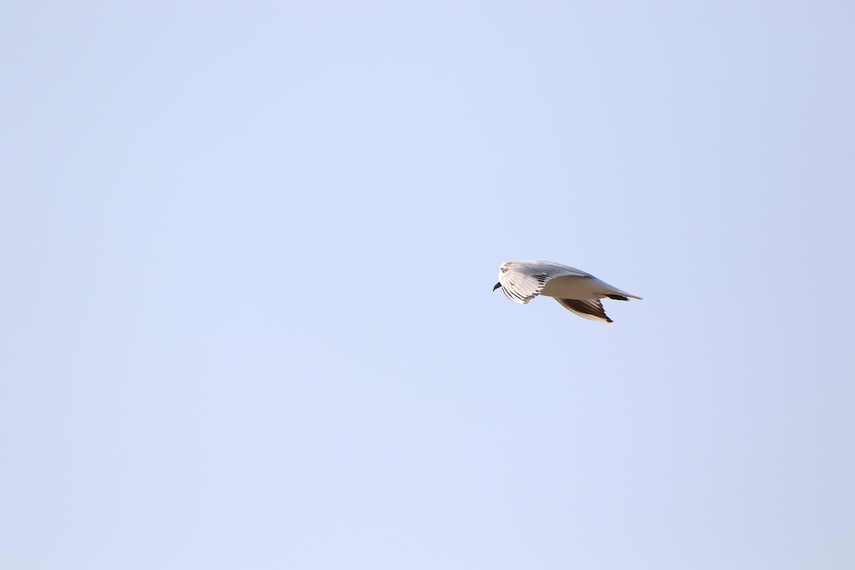 Mouette de Saunders - ML512695061