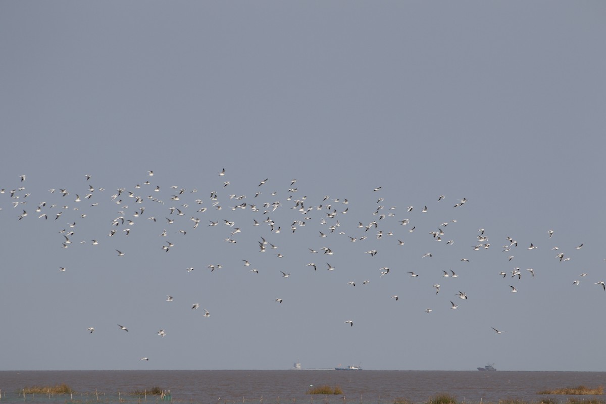 Mouette de Saunders - ML512695441