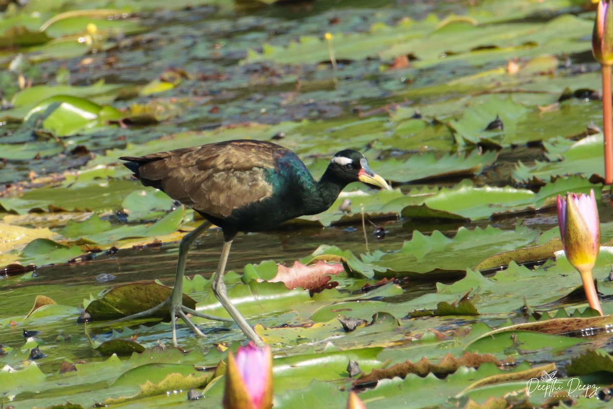 Jacana bronzé - ML512695521