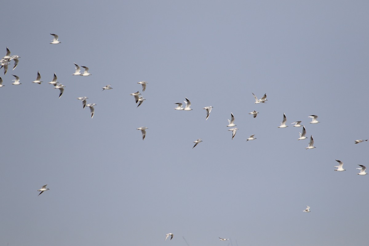 Mouette de Saunders - ML512695681