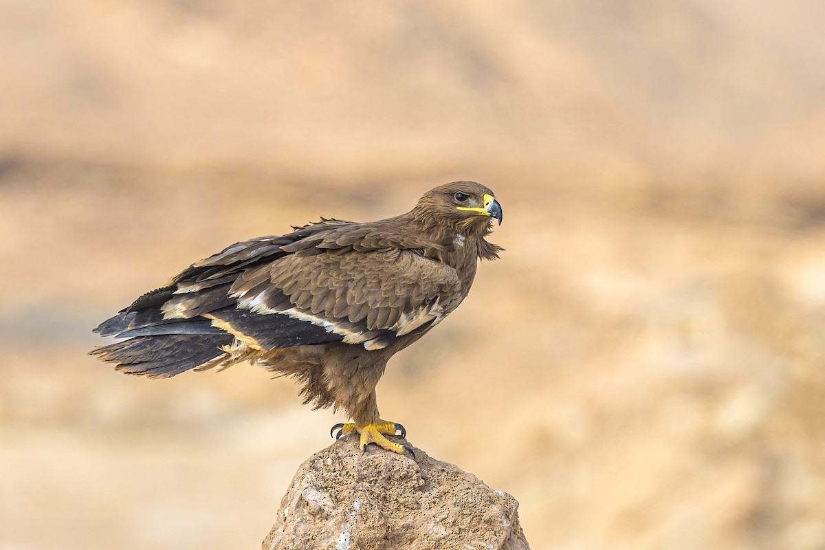 Steppe Eagle - Sylvain Reyt