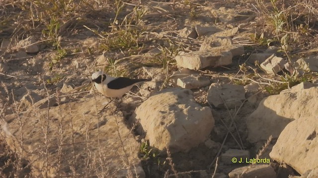 Western Black-eared Wheatear - ML512696111