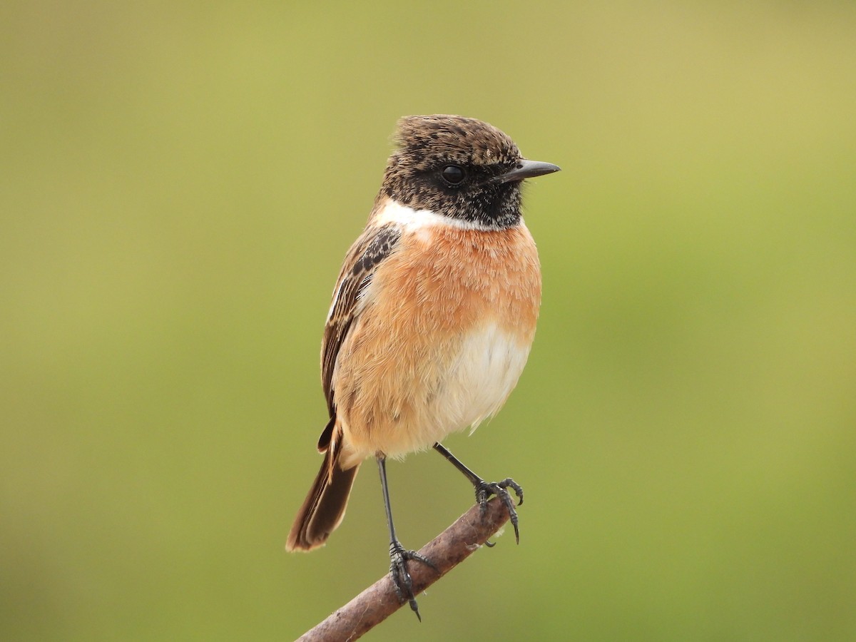 European Stonechat - Itay Berger