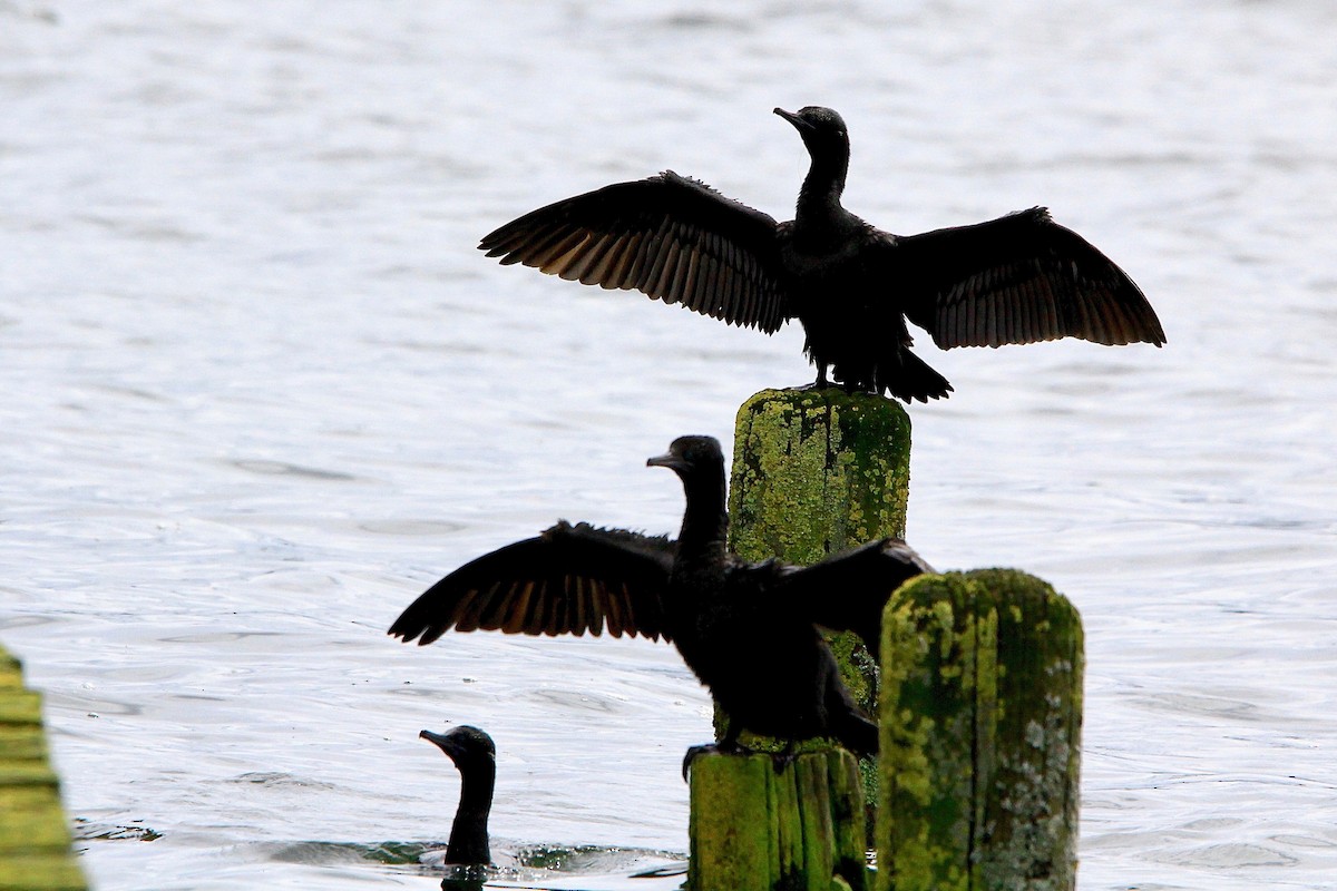 Cormorán Totinegro - ML512696921