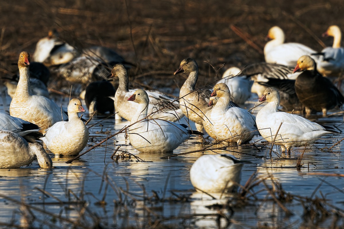 Ross's Goose - ML512697781