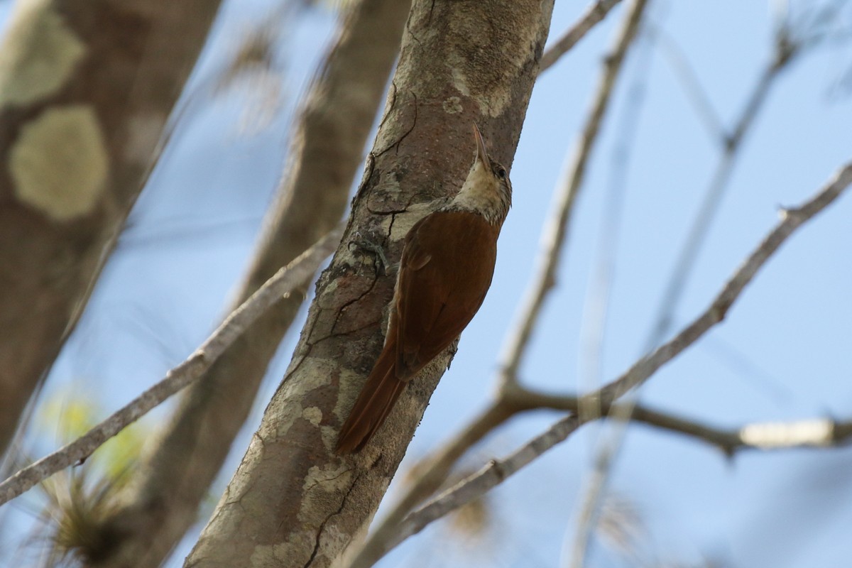 Scaled Woodcreeper (Wagler's) - ML512697851