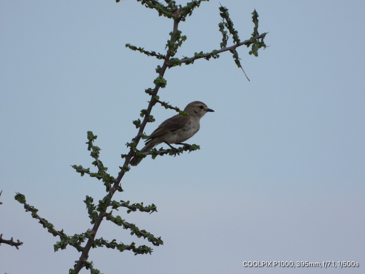 Pale Flycatcher (Wajir) - Victor Ikawa