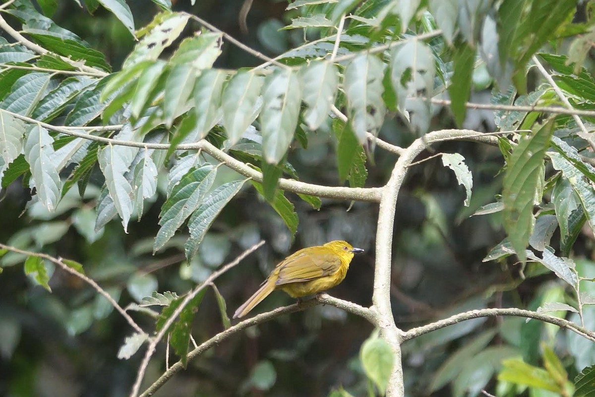 Joyful Greenbul - ML512700511