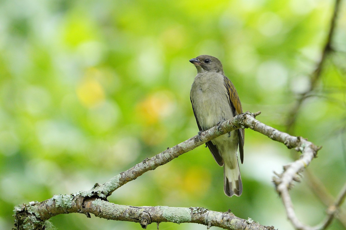 Lesser Honeyguide - ML512701451