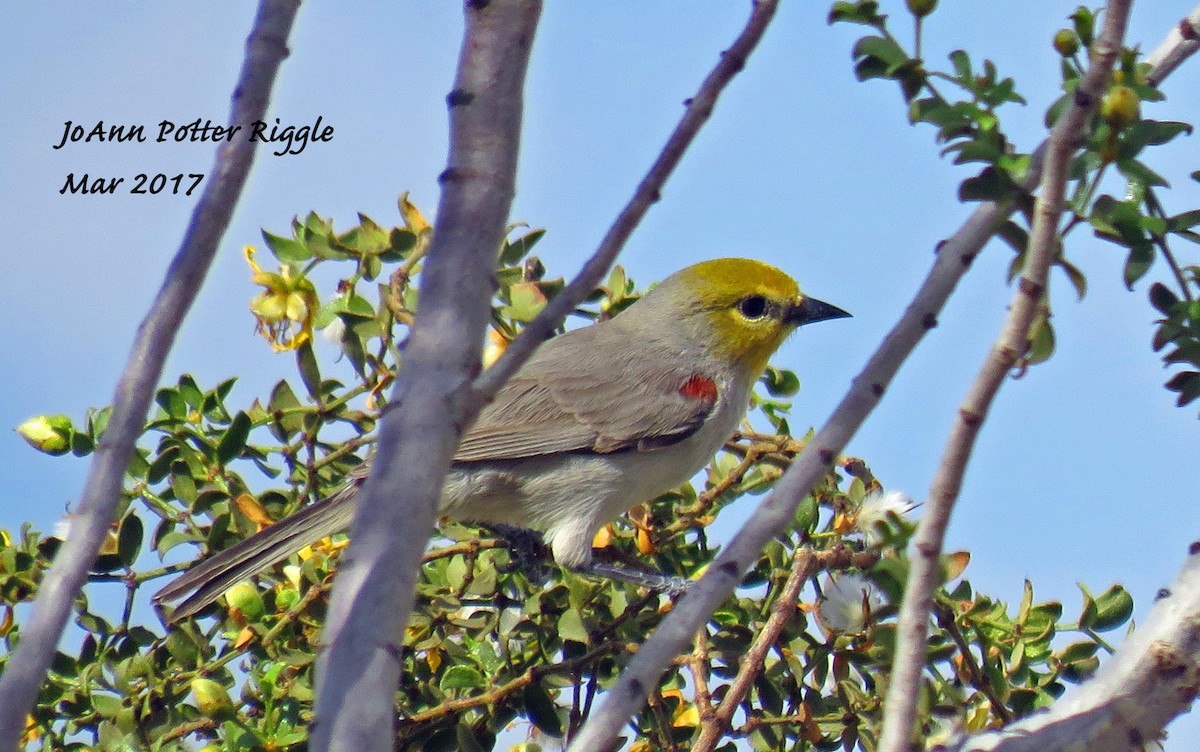 Verdin - ML51270391