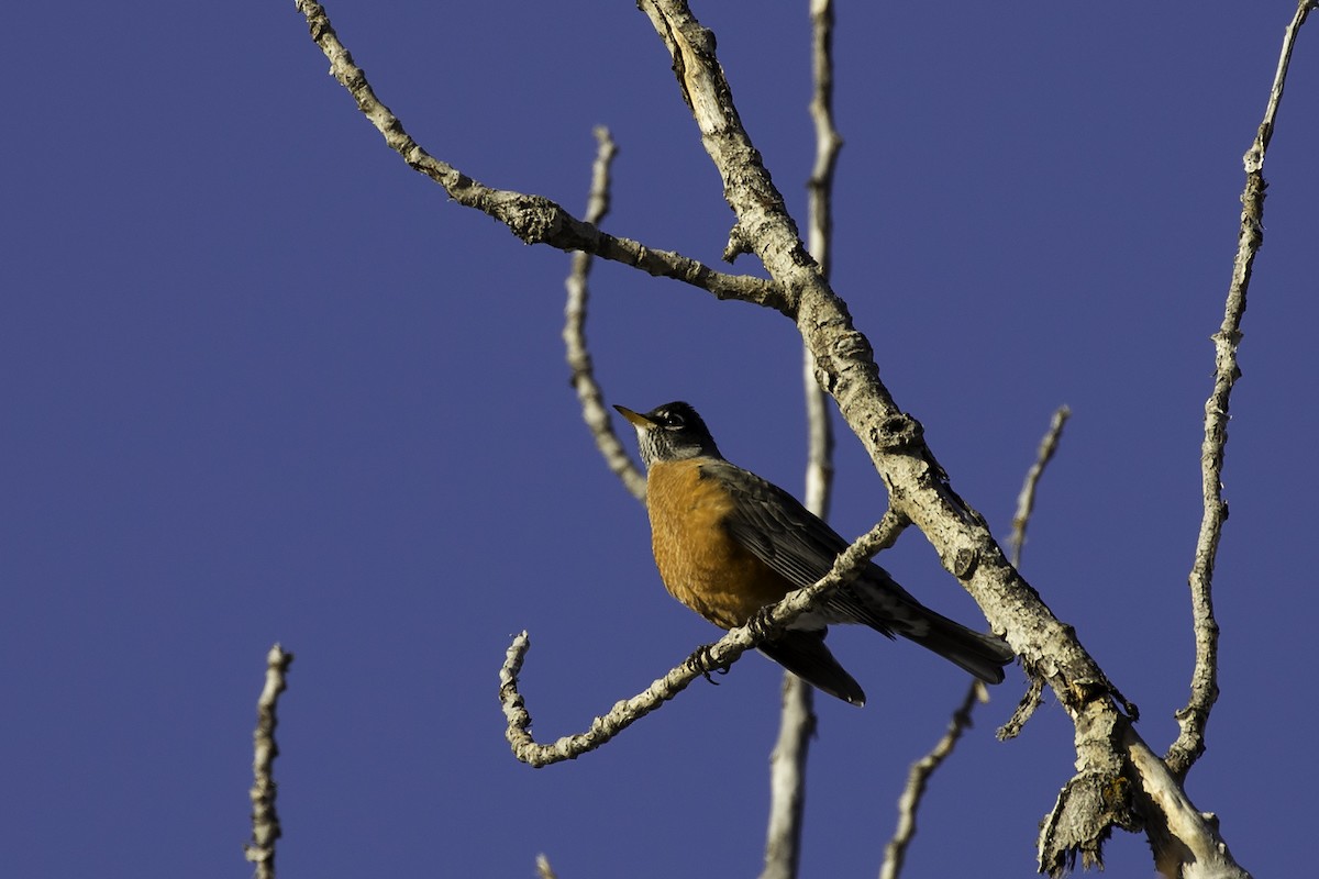 American Robin - ML51270411