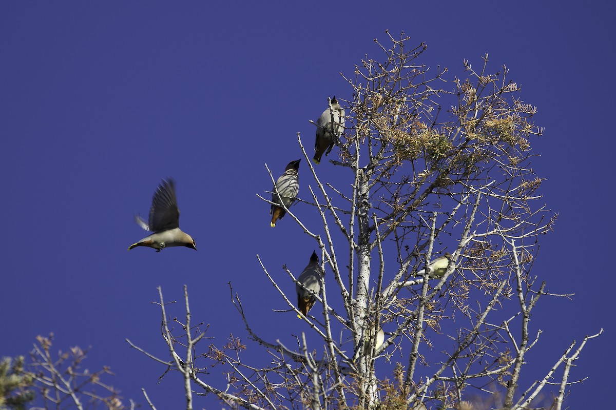 Bohemian Waxwing - ML51270431