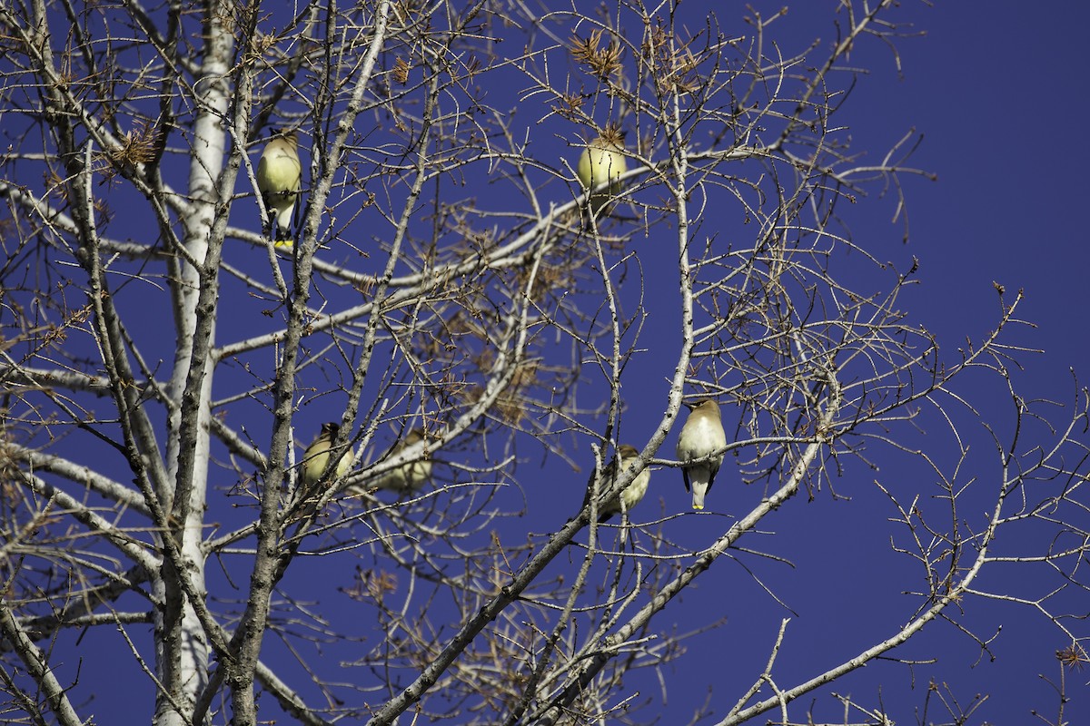 Cedar Waxwing - ML51270451