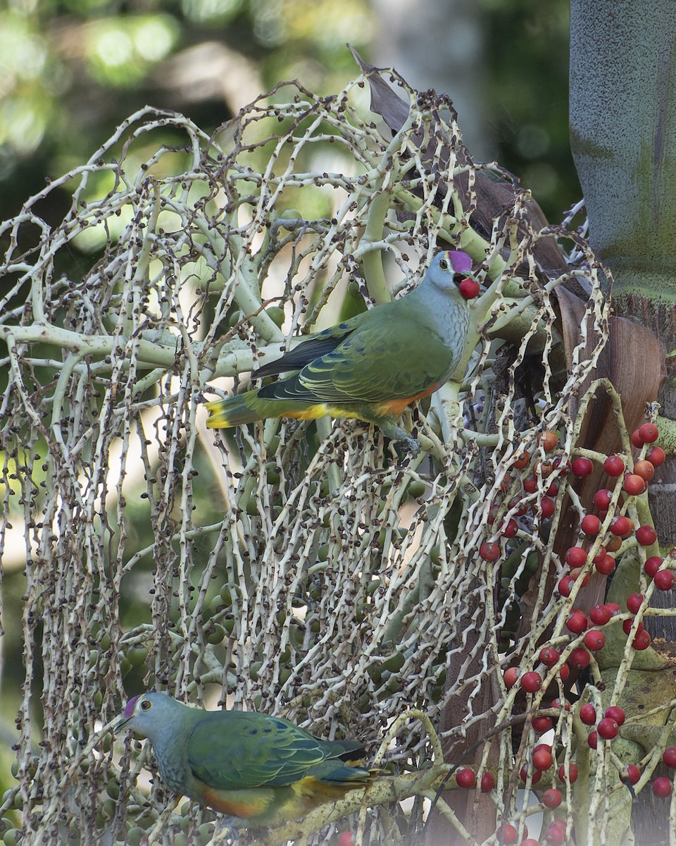 Rose-crowned Fruit-Dove - Peter Stevens