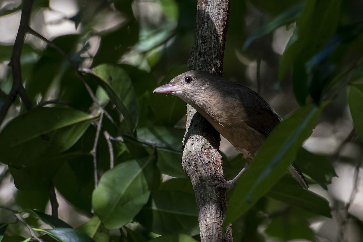 Rufous Shrikethrush - Peter Stevens