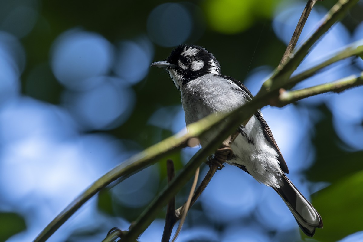 White-eared Monarch - ML512705501