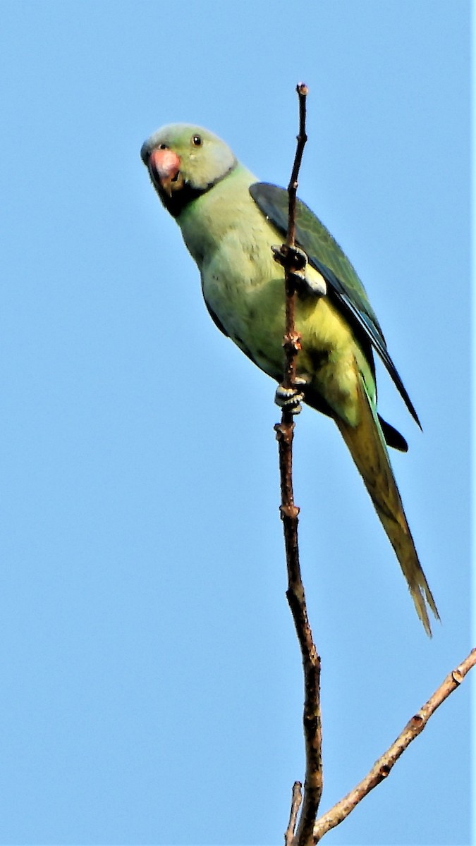 Malabar Parakeet - ML512705761