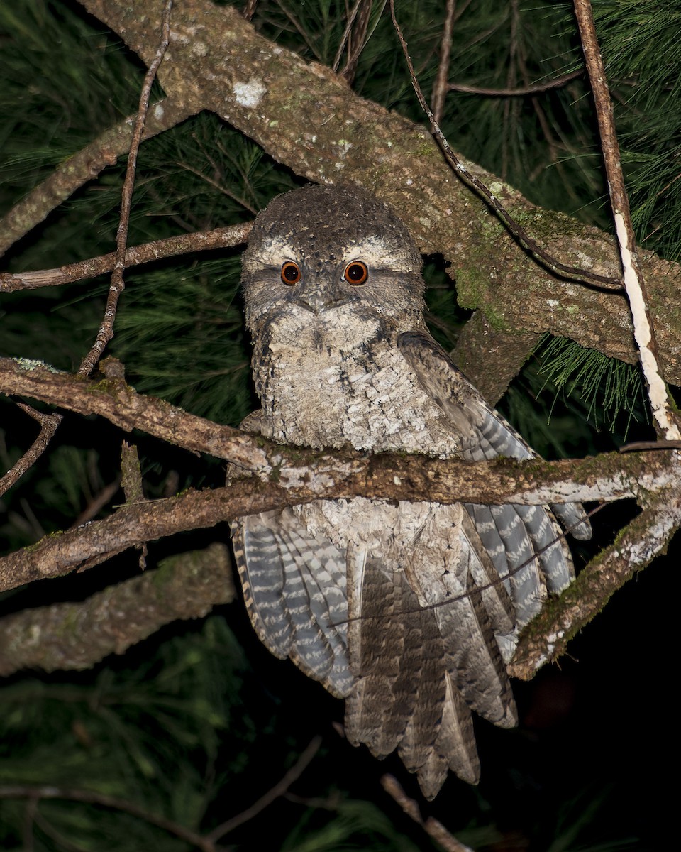 Marbled Frogmouth - ML512705941