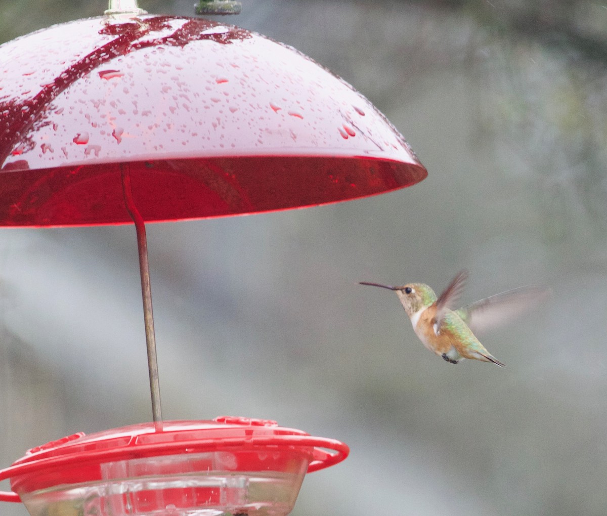 Rufous Hummingbird - Terri Vincent