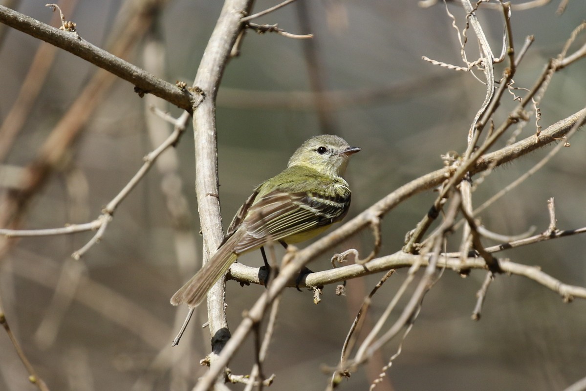 Reiser's Tyrannulet - ML512709731