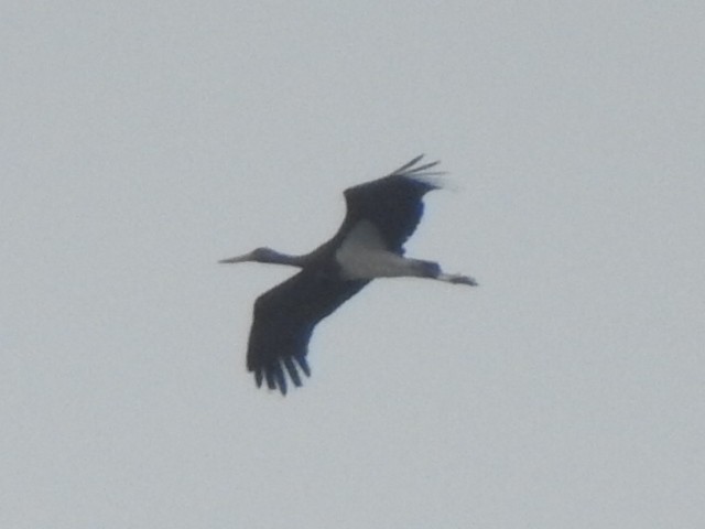 Black Stork - Peter Lang