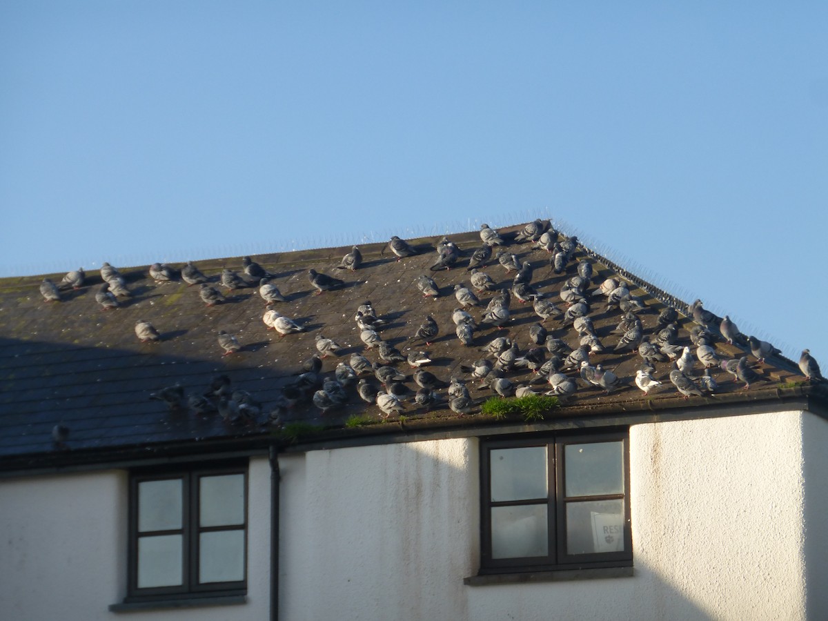 Rock Pigeon (Feral Pigeon) - Clive S. & Sheila M. Williamson