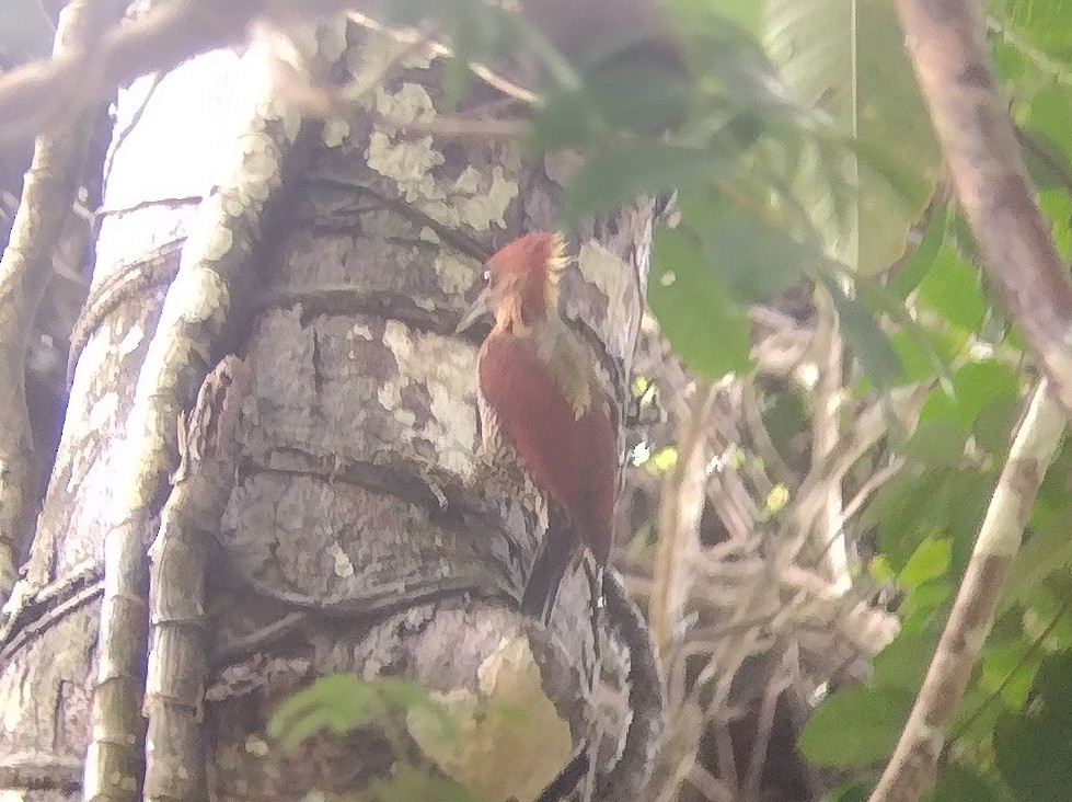 Banded Woodpecker - ML512711771