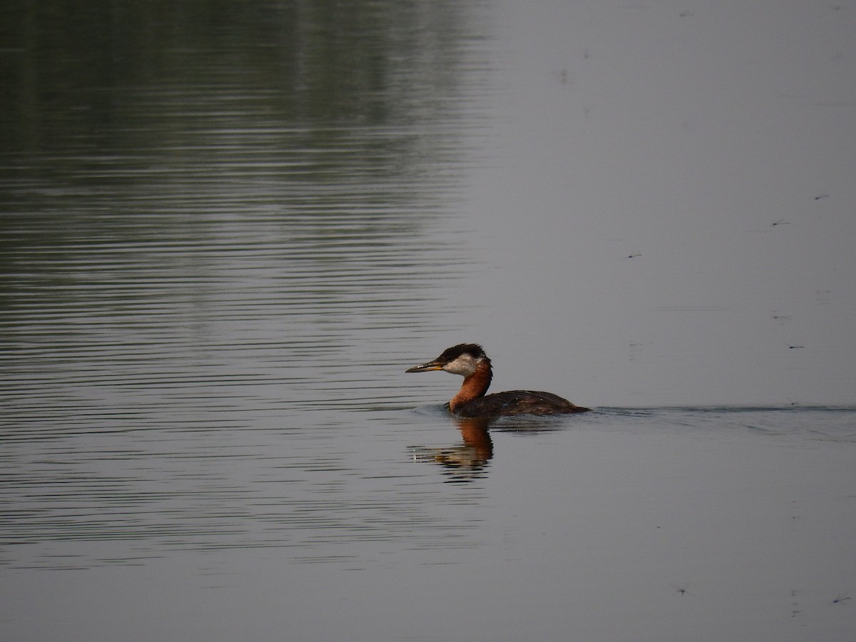 Red-necked Grebe - Graham Webb