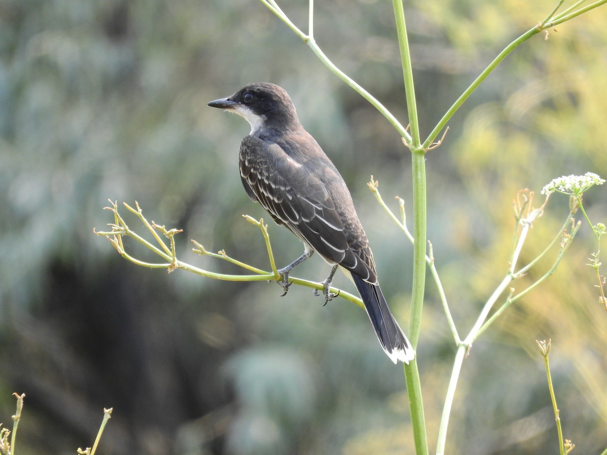 Eastern Kingbird - ML512712231