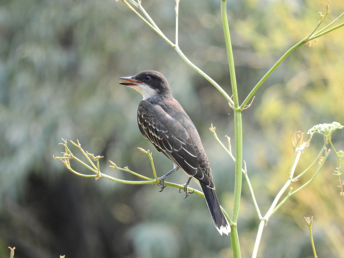 Eastern Kingbird - ML512712241