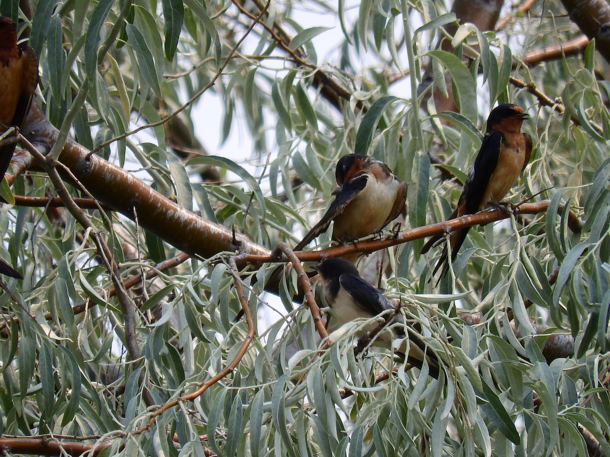 Barn Swallow - ML512712561