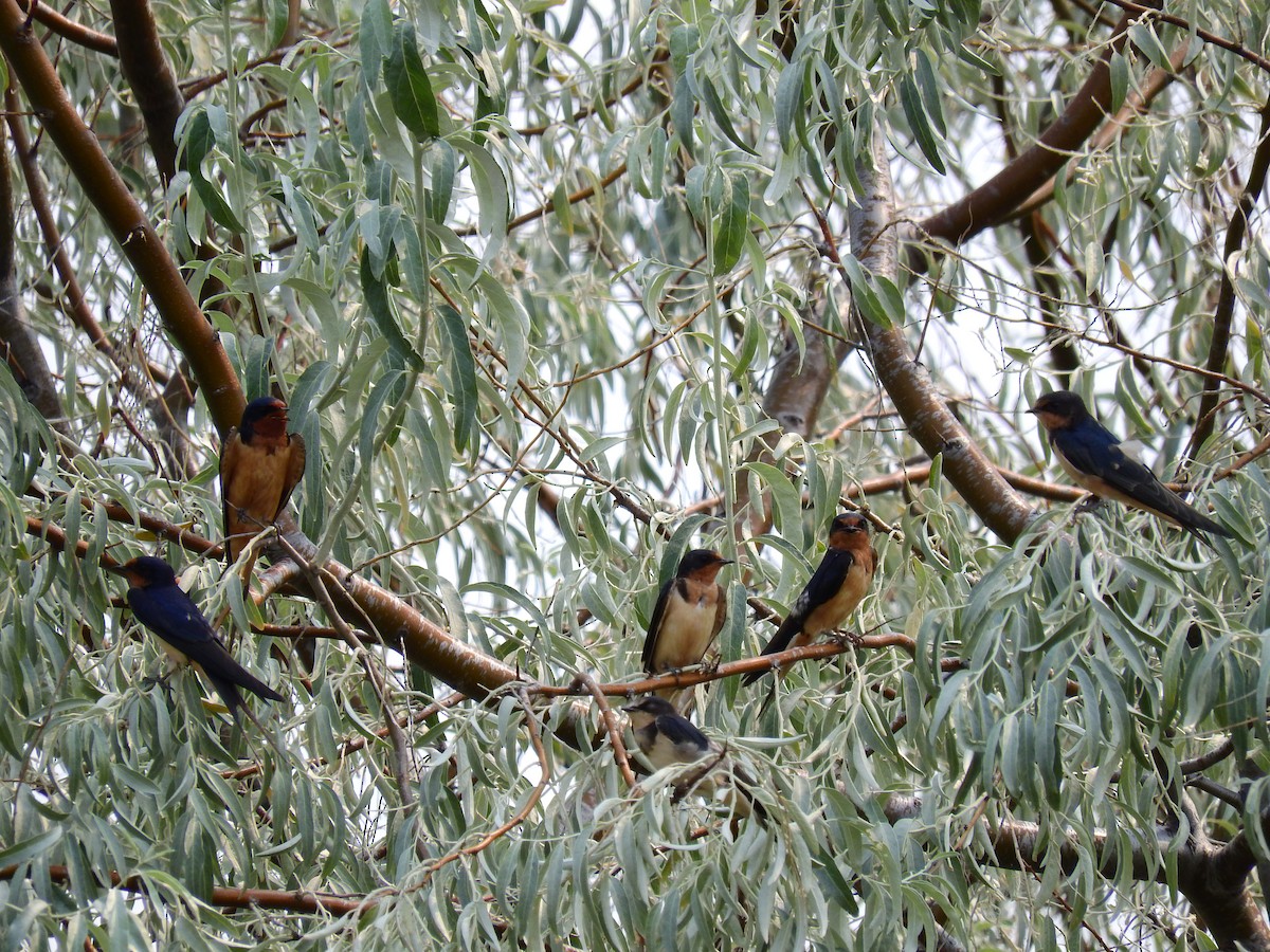 Barn Swallow - ML512712571