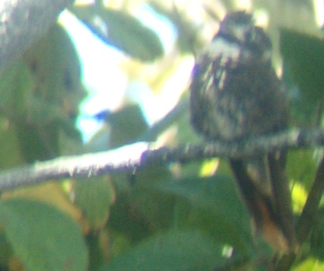 kolibřík maraňónský - ML512713811