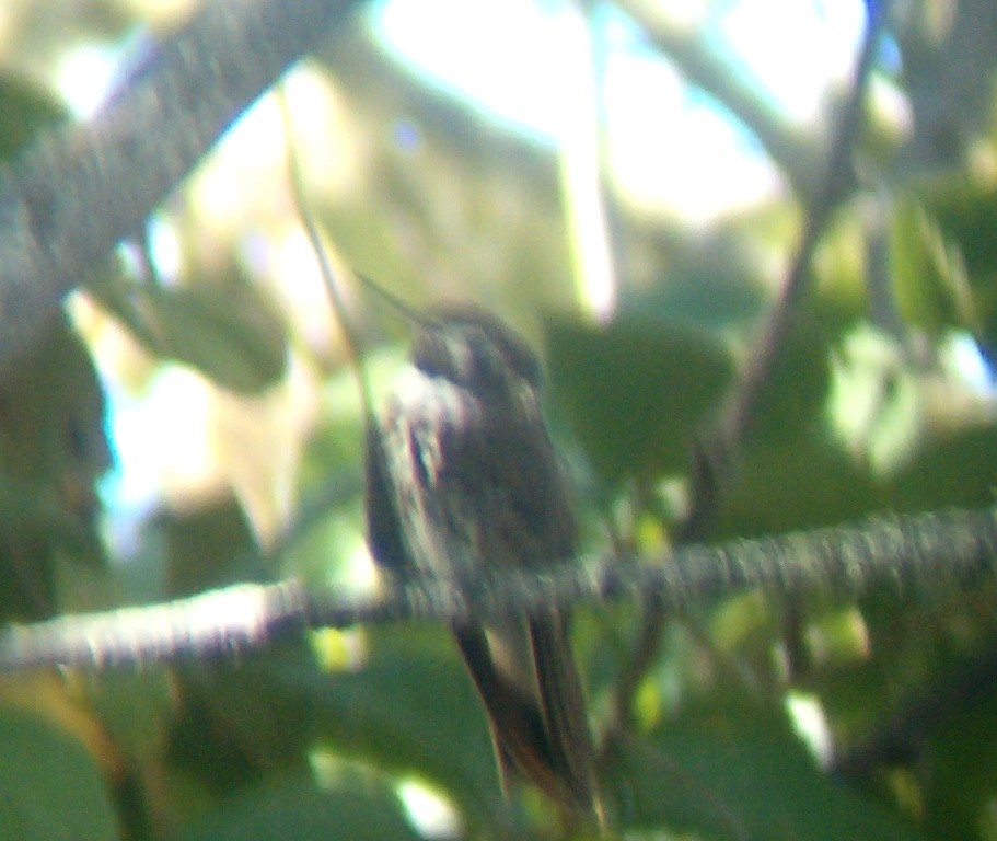 kolibřík maraňónský - ML512713821