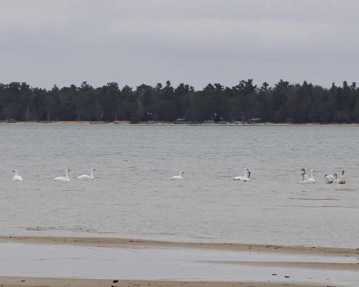 Tundra Swan - ML512713831