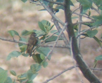 kolibřík maraňónský - ML512713841