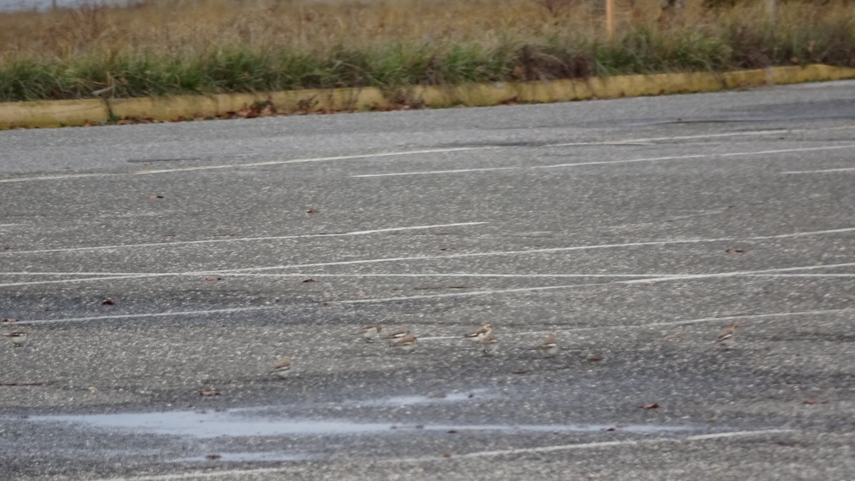 Цасч хөмрөг - ML512714701