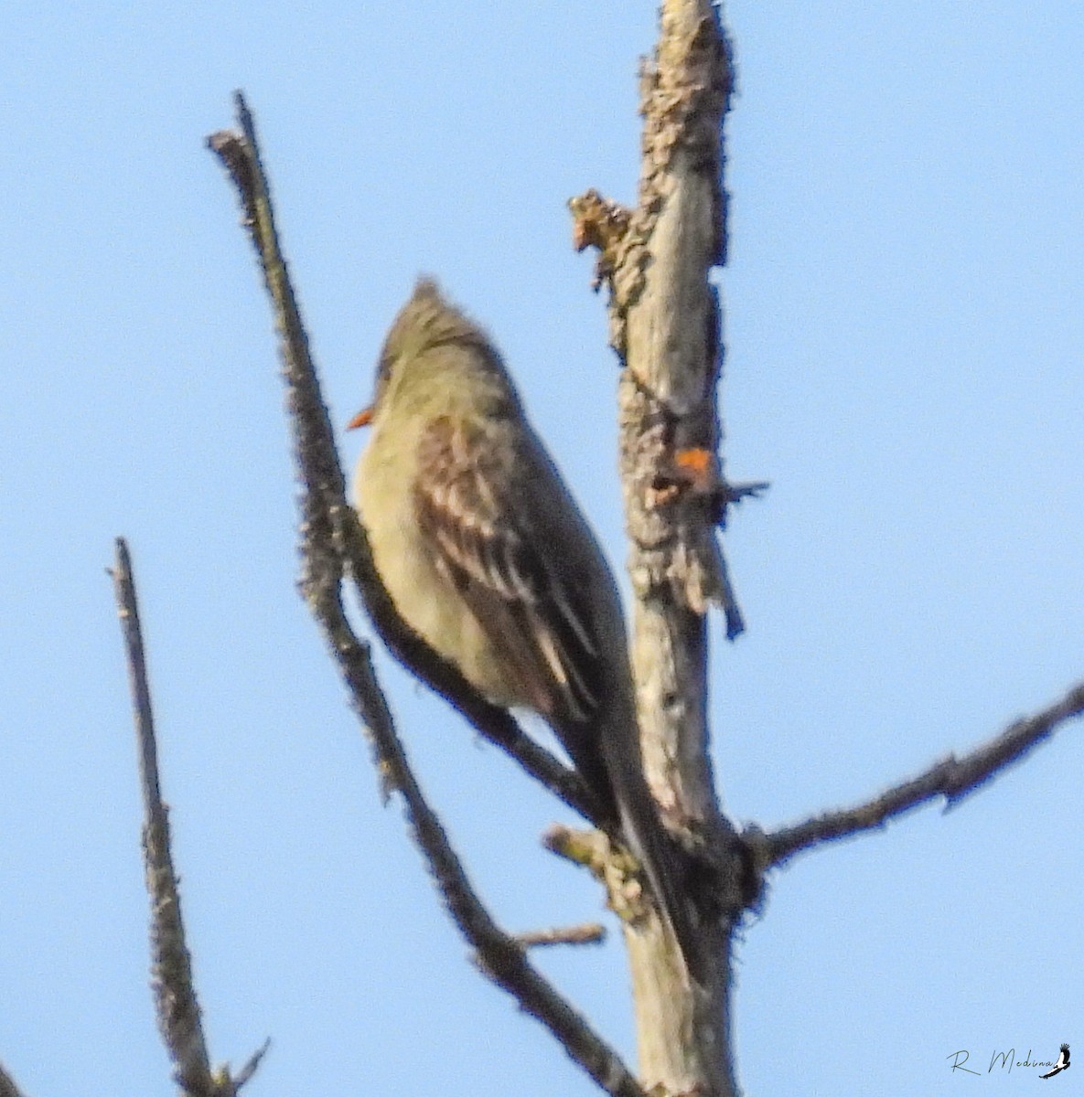 Greater Pewee - ML512714881