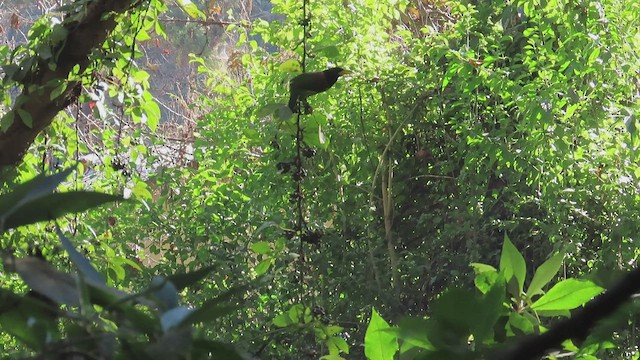 Great Barbet - ML512714941