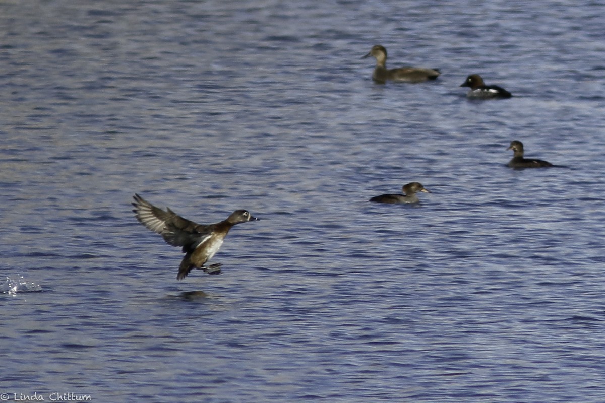 Ring-necked Duck - ML512716601