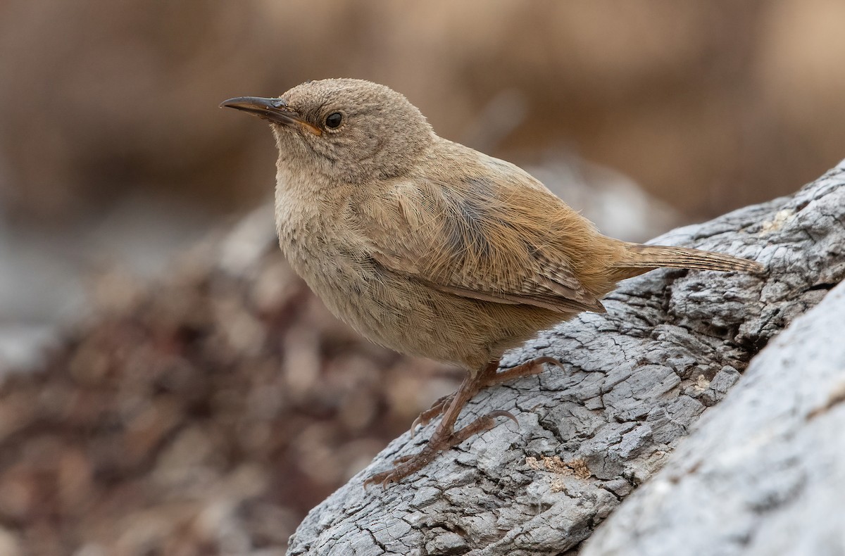 Cobb's Wren - ML512716771