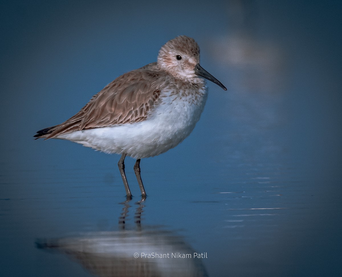 Dunlin - ML512716811