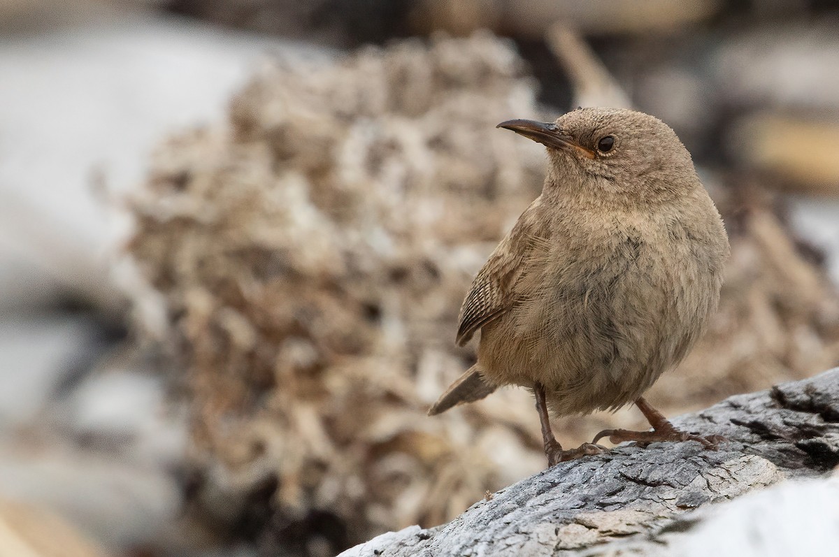 Cobb's Wren - ML512716981