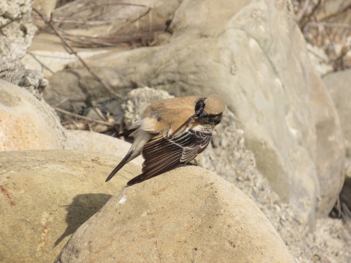 Desert Wheatear - Falcon Cheng