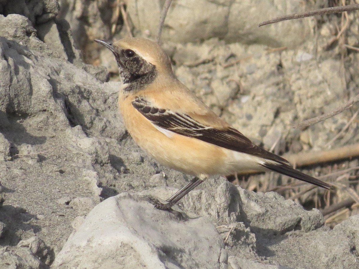 Desert Wheatear - Falcon Cheng