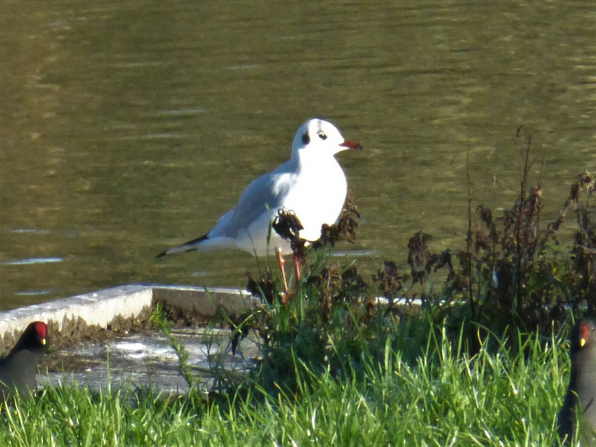 Black-headed Gull - ML512719561